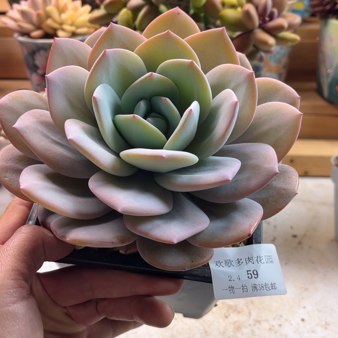 好***Y2.4-59奶茶大单头