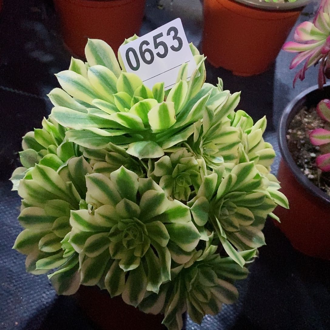 红陶0653金丝3多肉