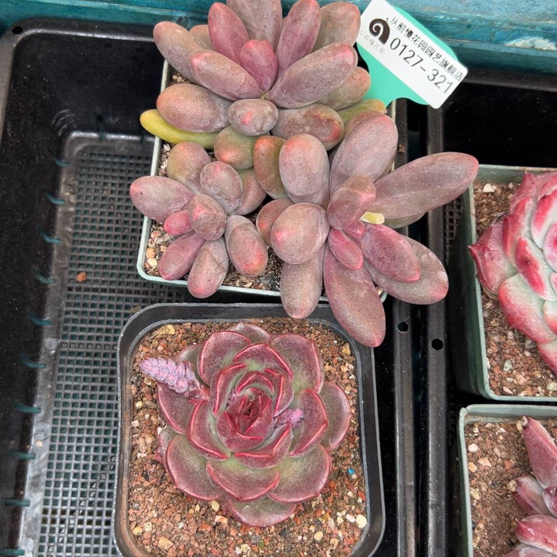 多肉一物一拍0127-321