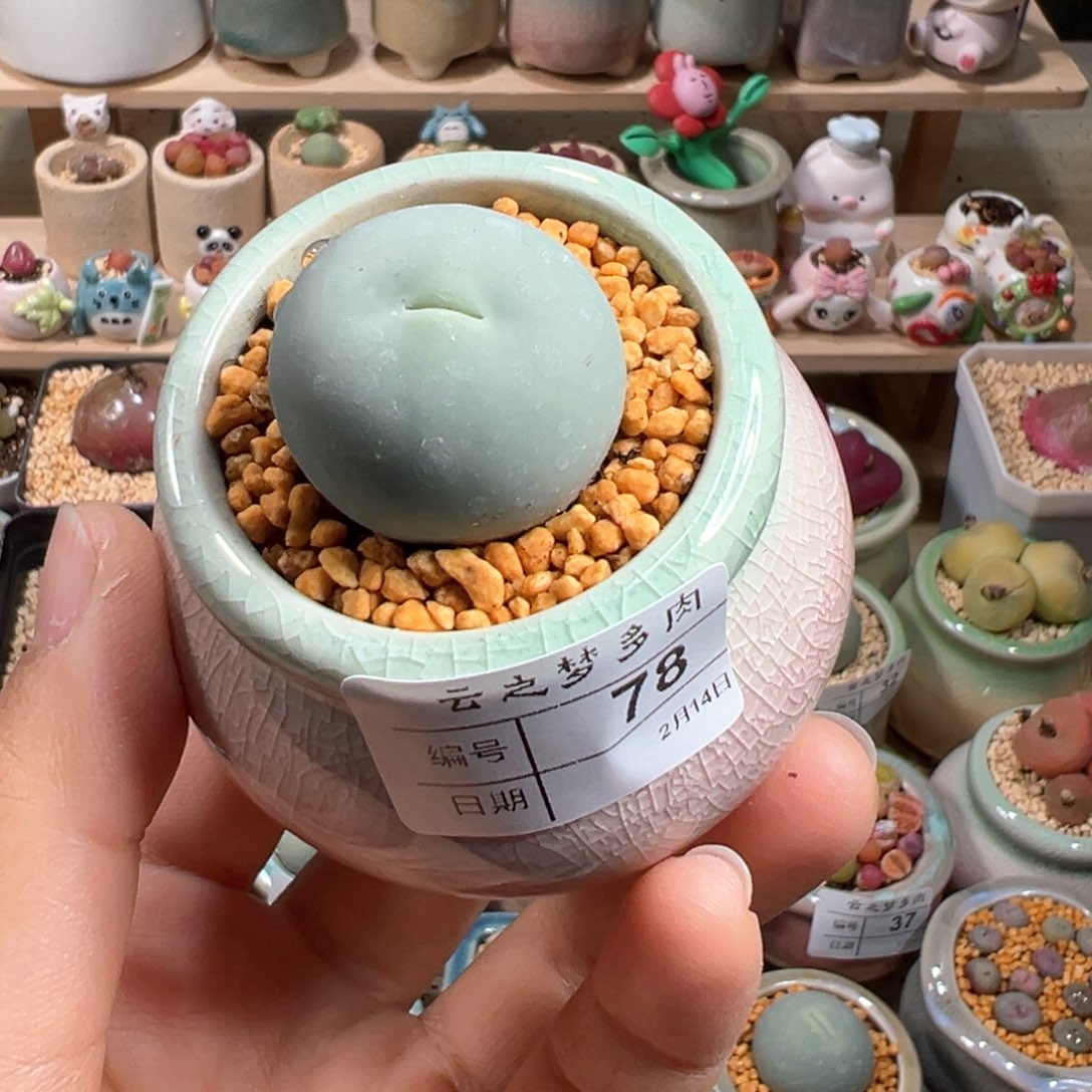 f***?多肉植物78号鸽子蛋