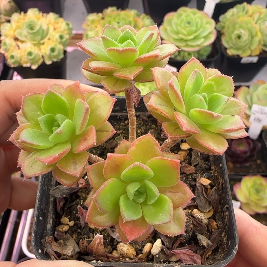 L100半城玫瑰戈帕