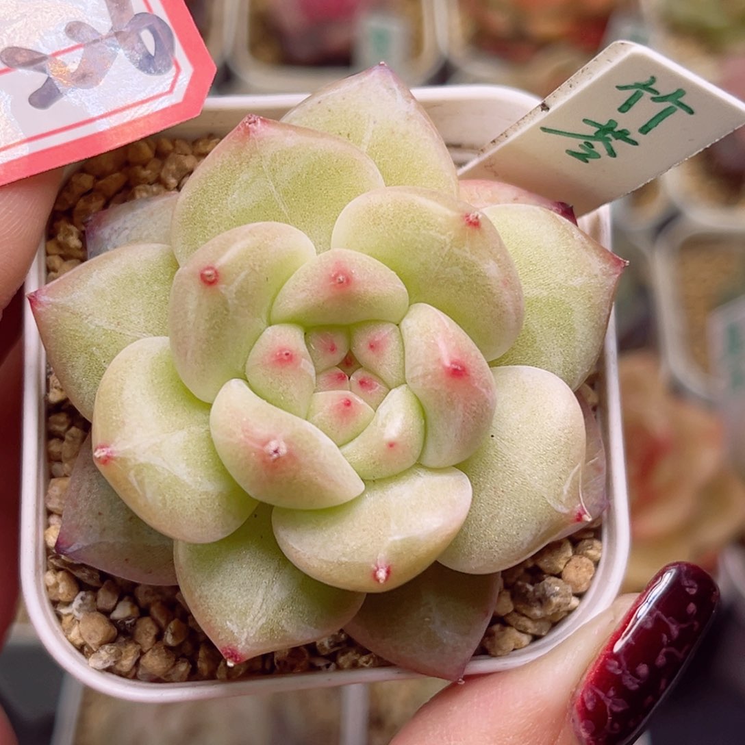 F236一物一拍 竹苓