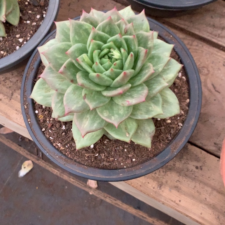 小***翠每周特价活动开始啦