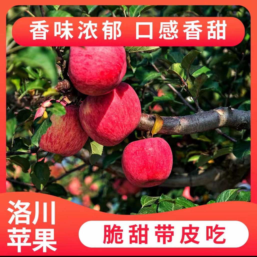 陕西延安洛川红富士10斤苹果脆甜多汁产地直发带箱