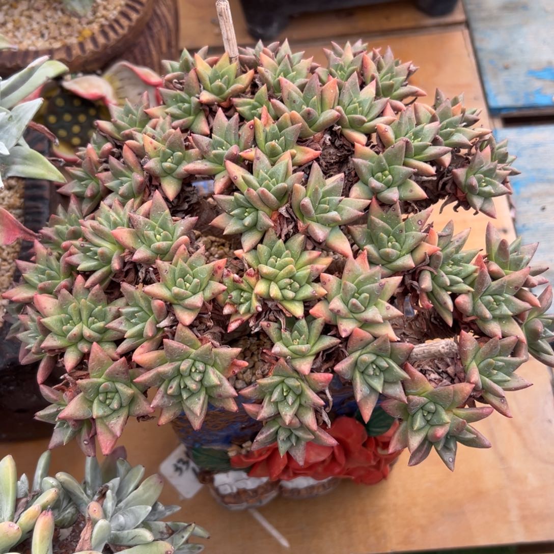 大绿菊～一物一拍1483