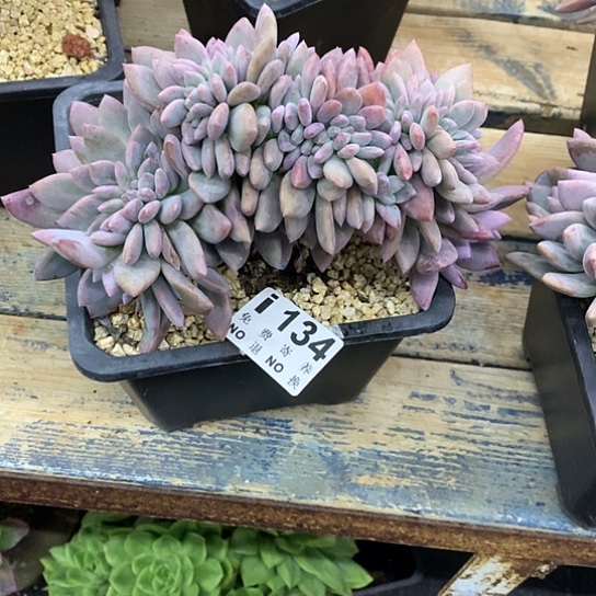 Q***宝奥普琳娜缀化134 亏本处理退款拉黑7-8天发