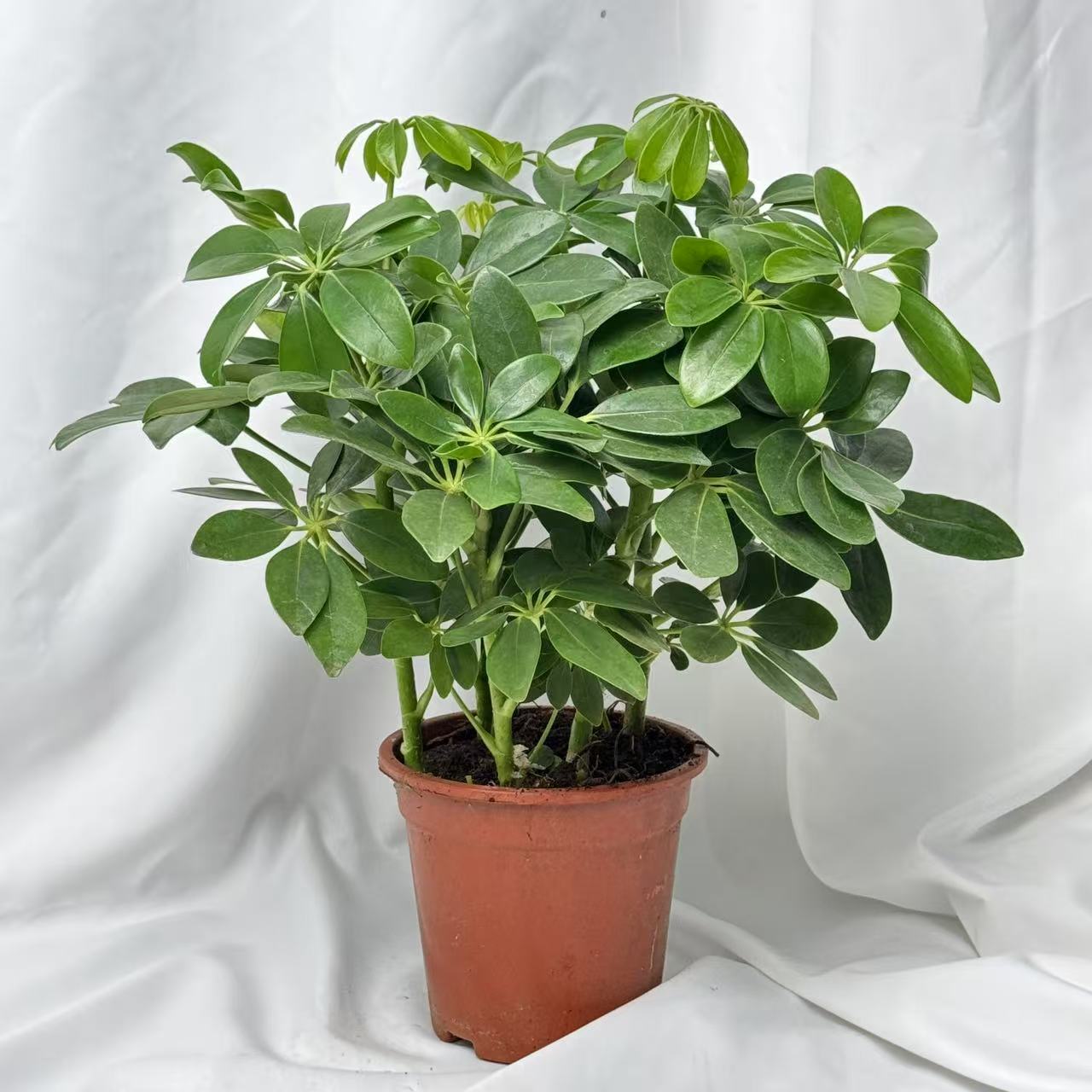 鸭脚木盆栽植物室内花卉常青八方来财七叶莲发财树绿植盆景苗