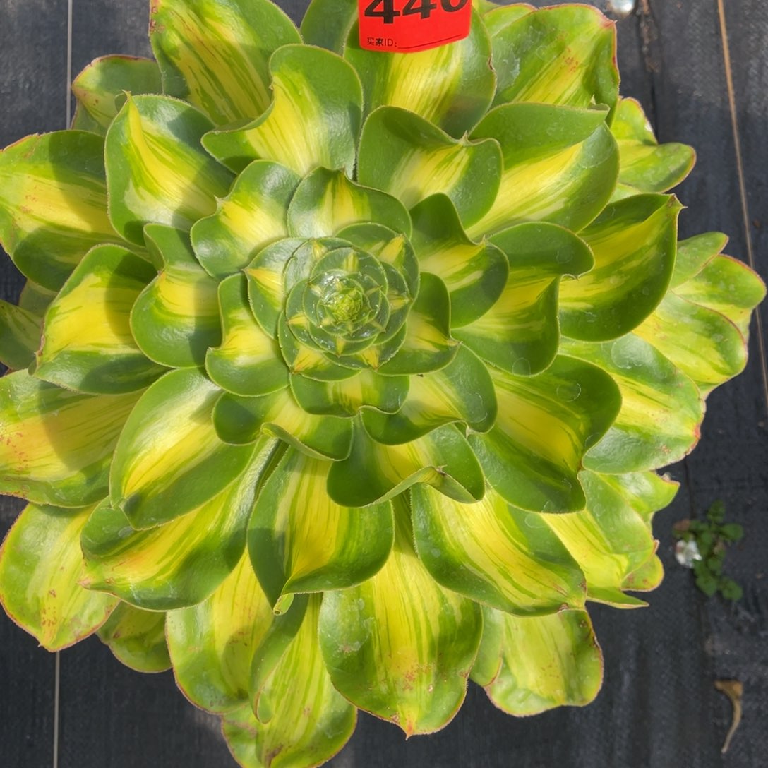 二**姨440多肉法师君美丽中班