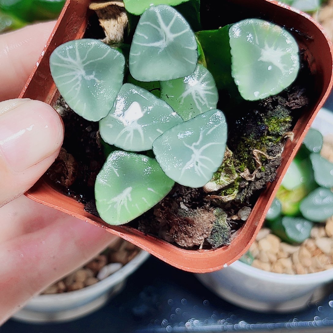 星万象多肉植物6666