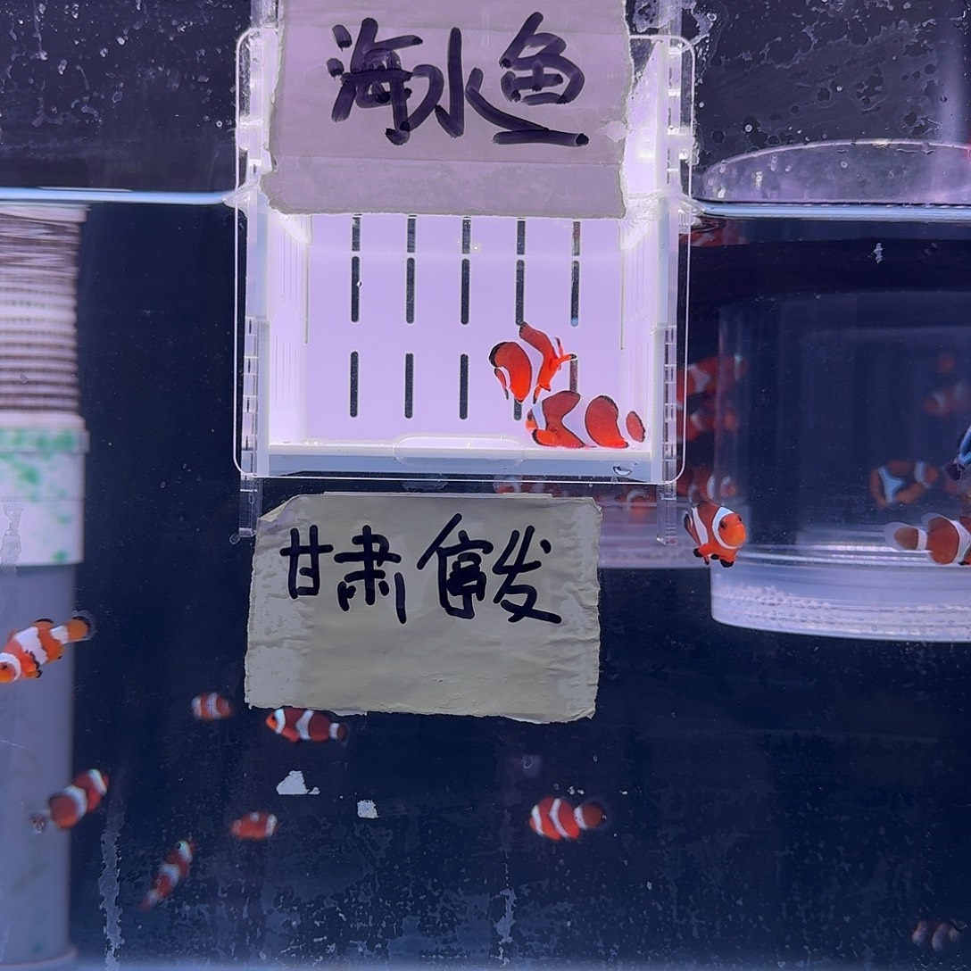 海水鱼4.5精品黑边公子一对