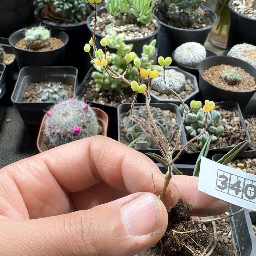 340糖球枝干脱土发货
