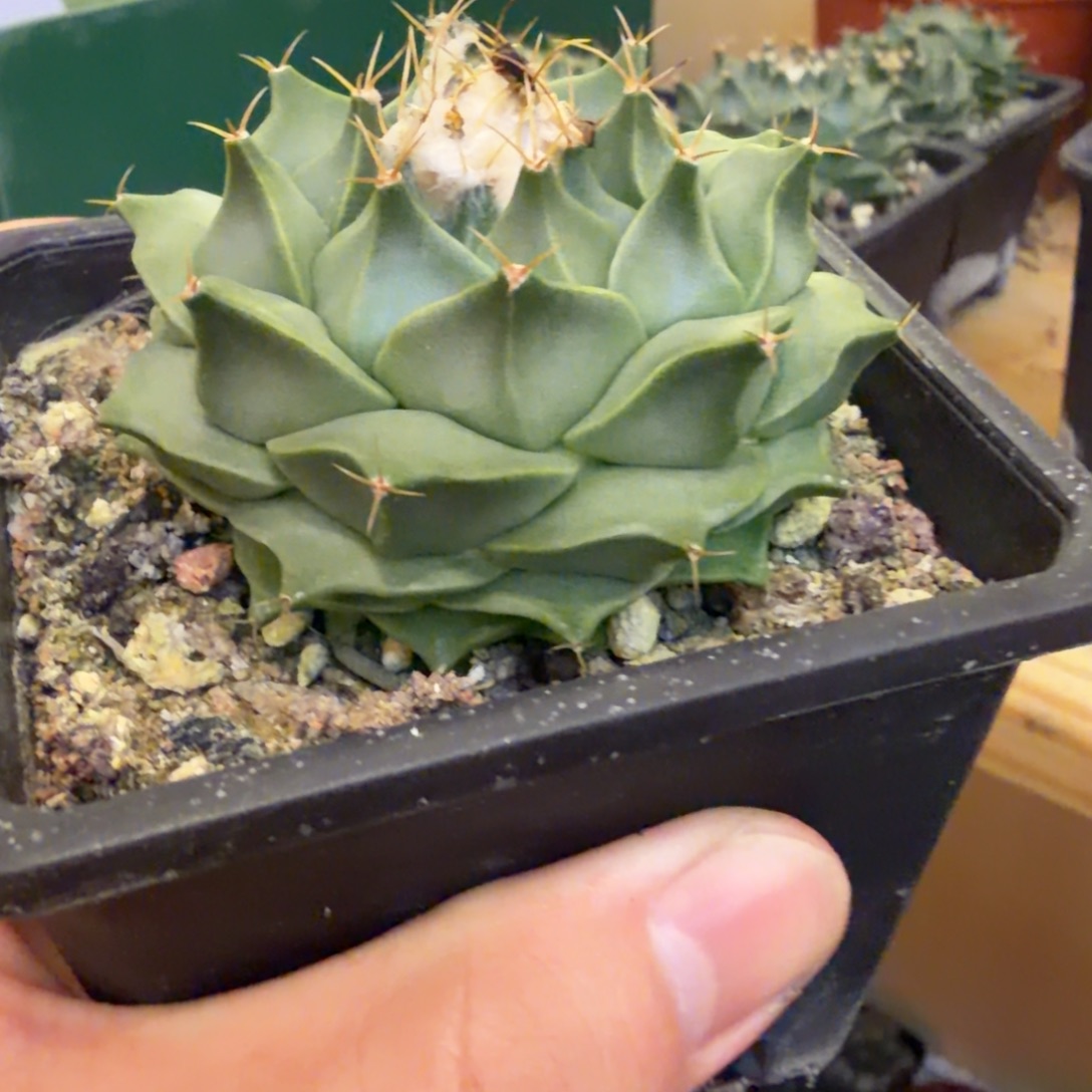 实生进口大优蒂冠品相自观如图