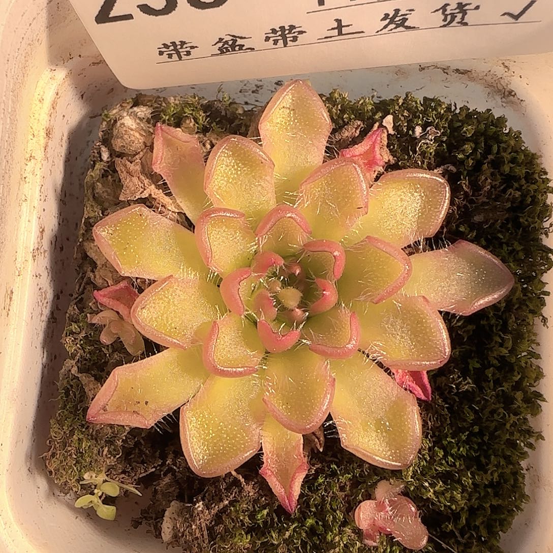 多肉1130-236近藤捕虫堇