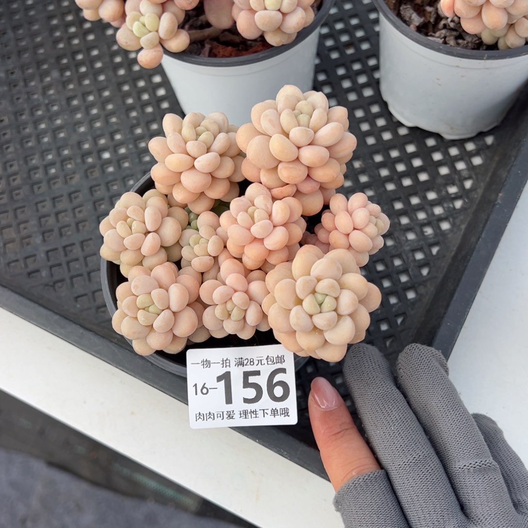 洛可可多肉多肉多肉多