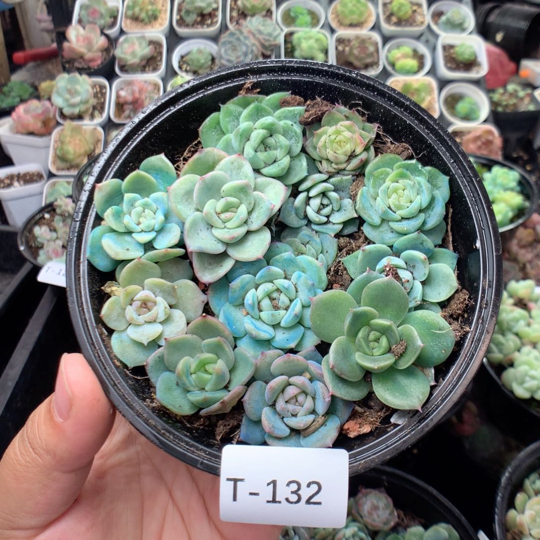 无花朵T132英语英语