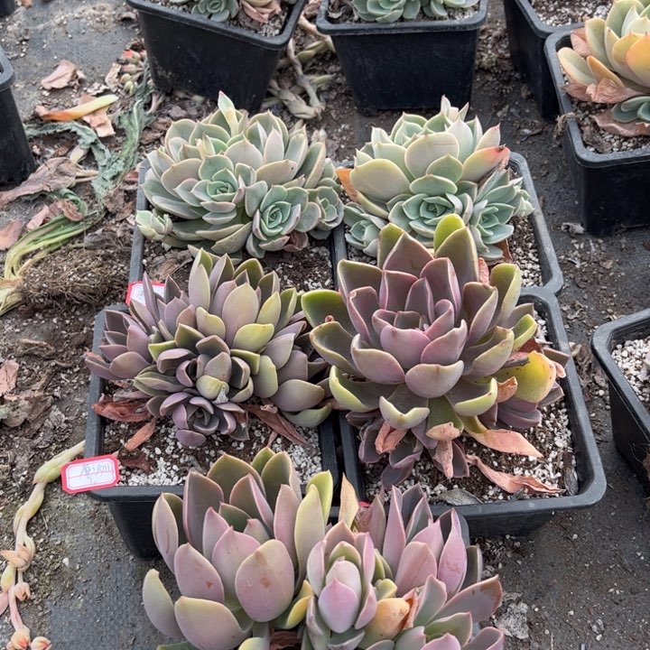 唐*儿蓝色苍露两颗琼斯三颗