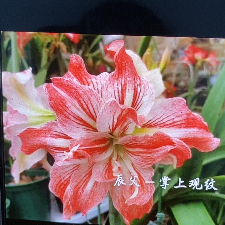 掌上观纹5厘米朱顶红
