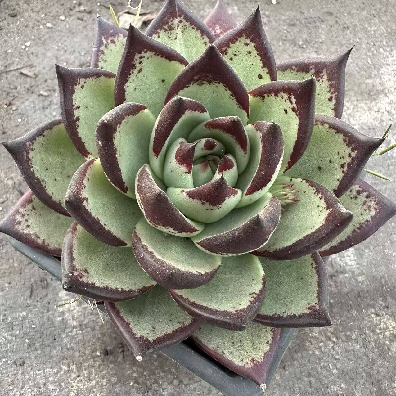 【乌木】 多肉植物 绿植盆栽