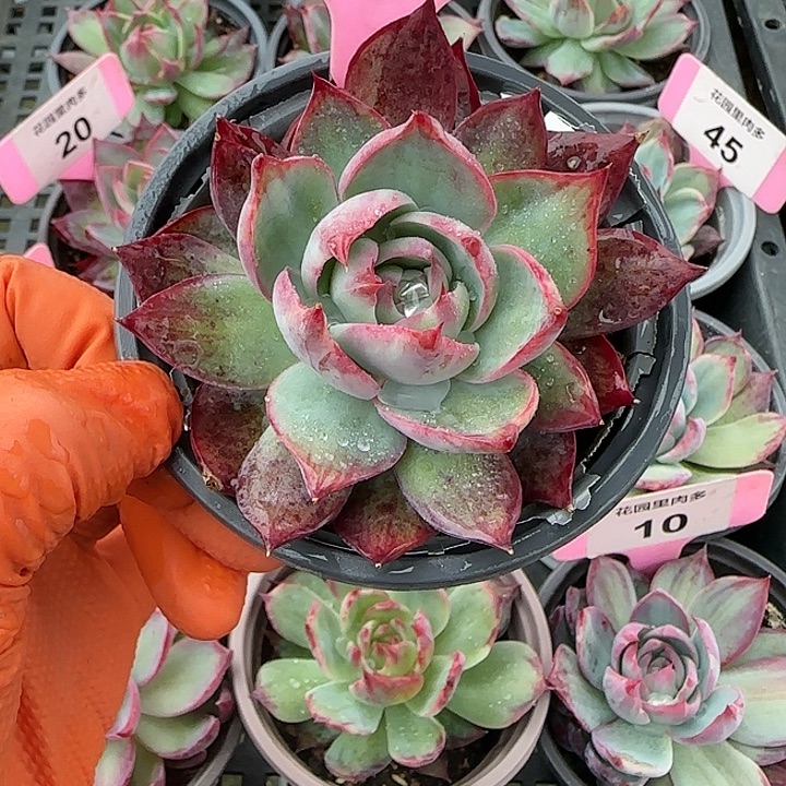 36 惊鸿仙子多肉植物6-9cm