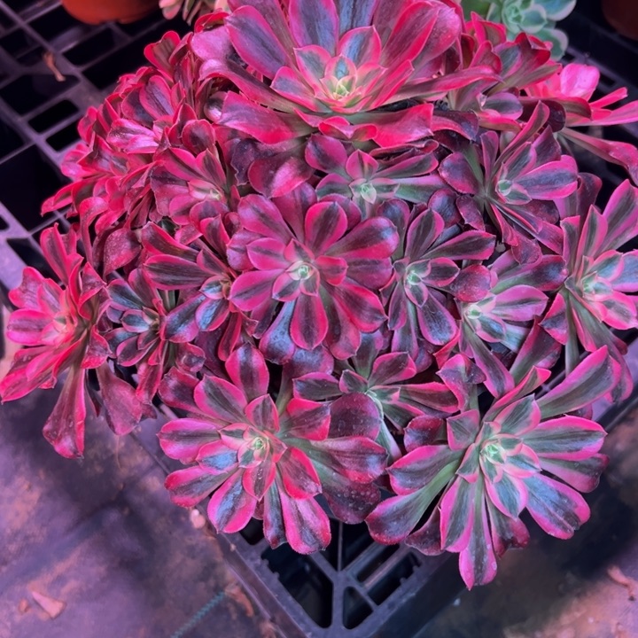 美杜莎355多肉法师一物一拍多肉