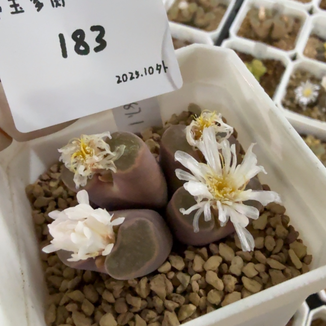 ≡***≡多肉多肉多肉10-183