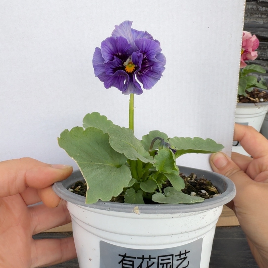 无花朵399号角堇