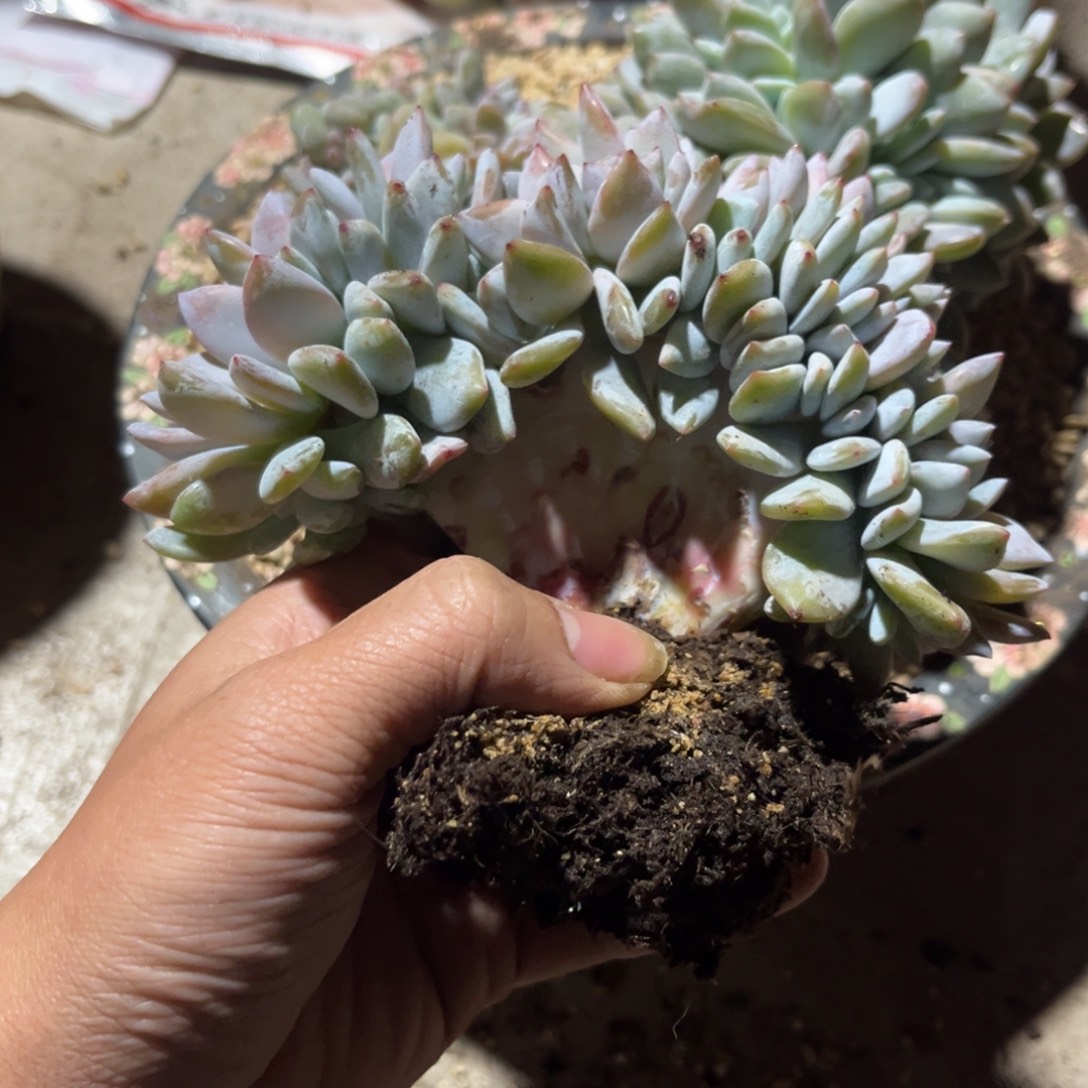 片***片糖心雪天使缀化多肉