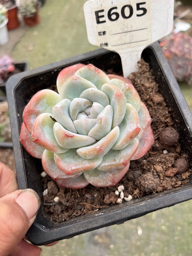 冰玉多肉一物一拍605