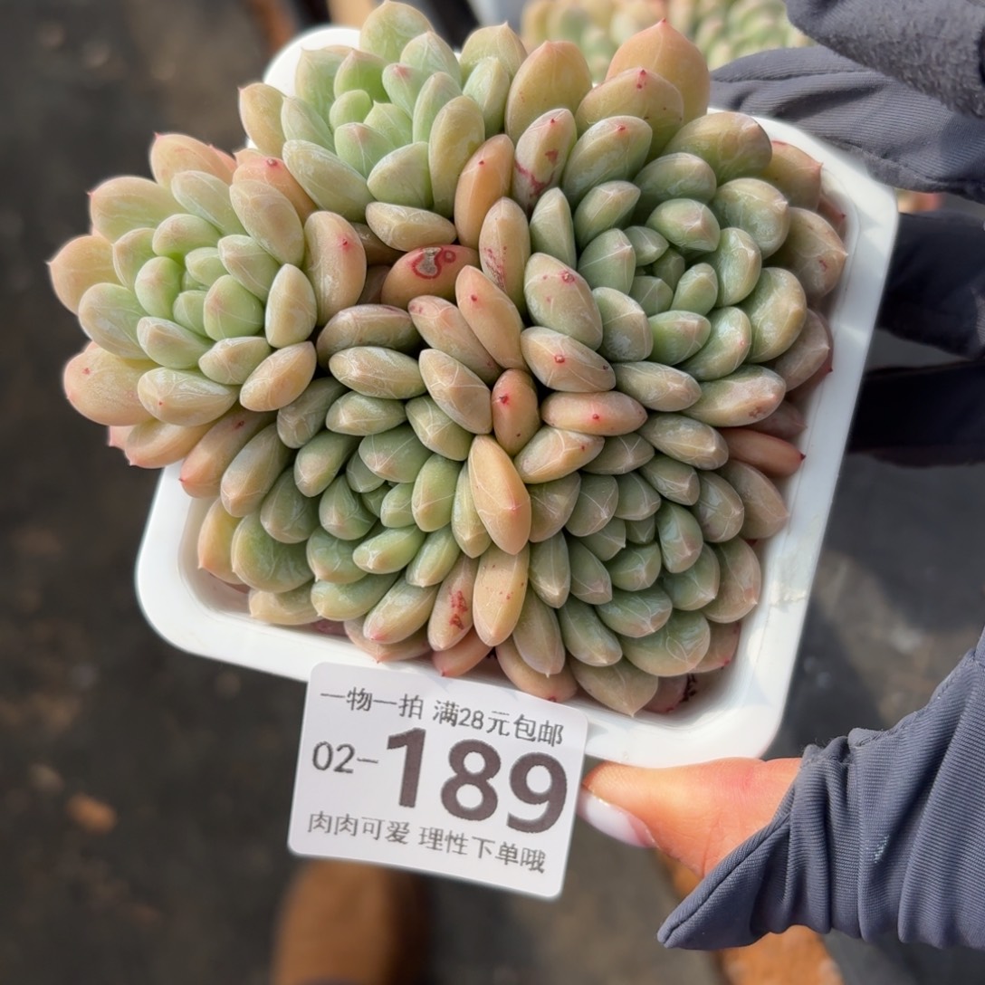 百达翡翠无盆土发货