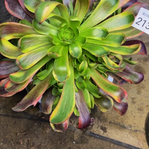 欧嘉丽多肉植物2138