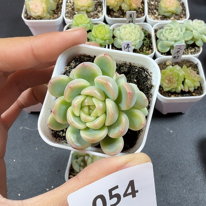 童话双头一物一拍054