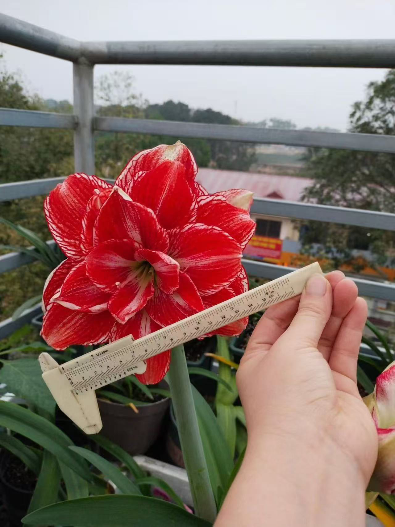 时越园艺 越南朱嫣红 