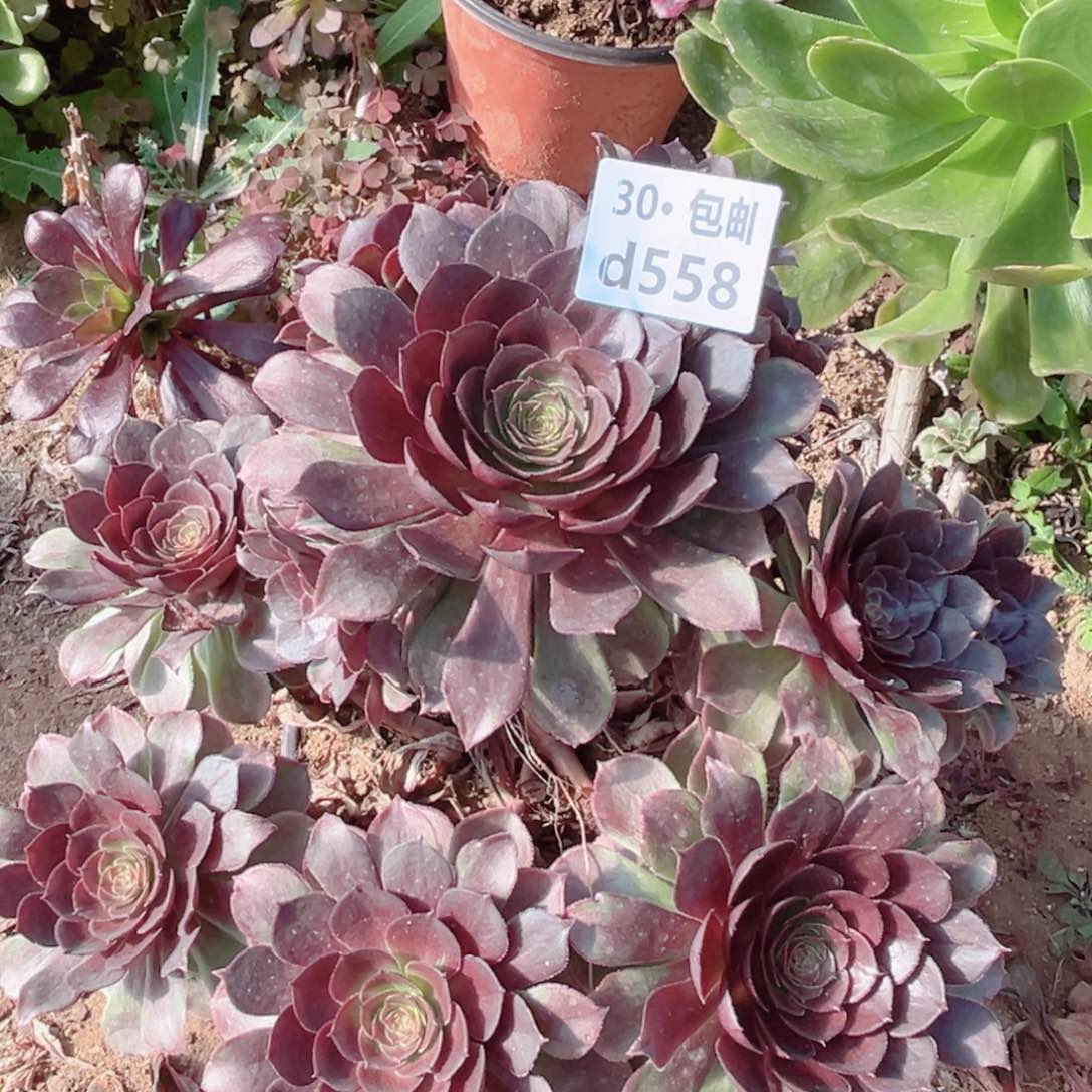 558红魔多肉法师