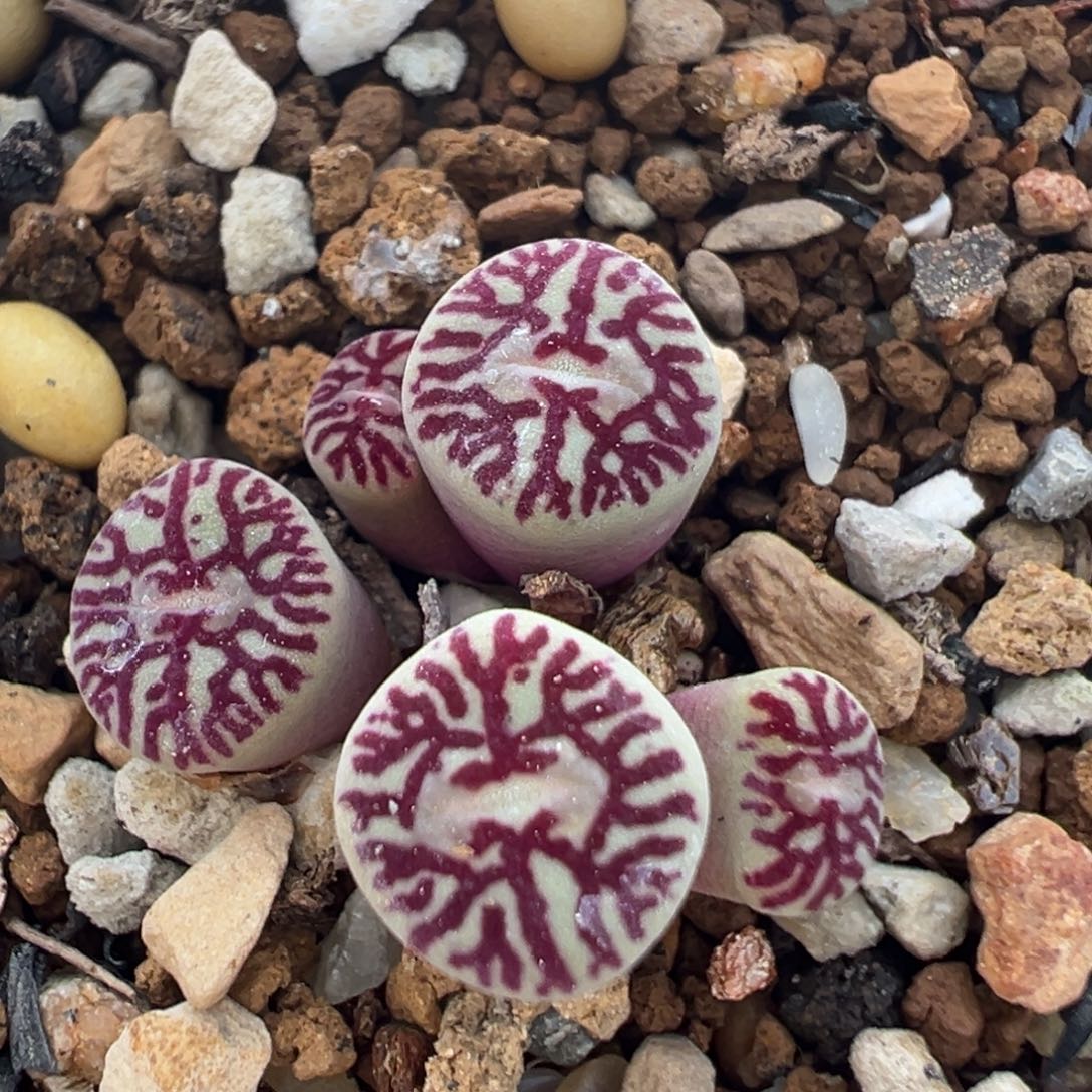 94多肉植物百科知识