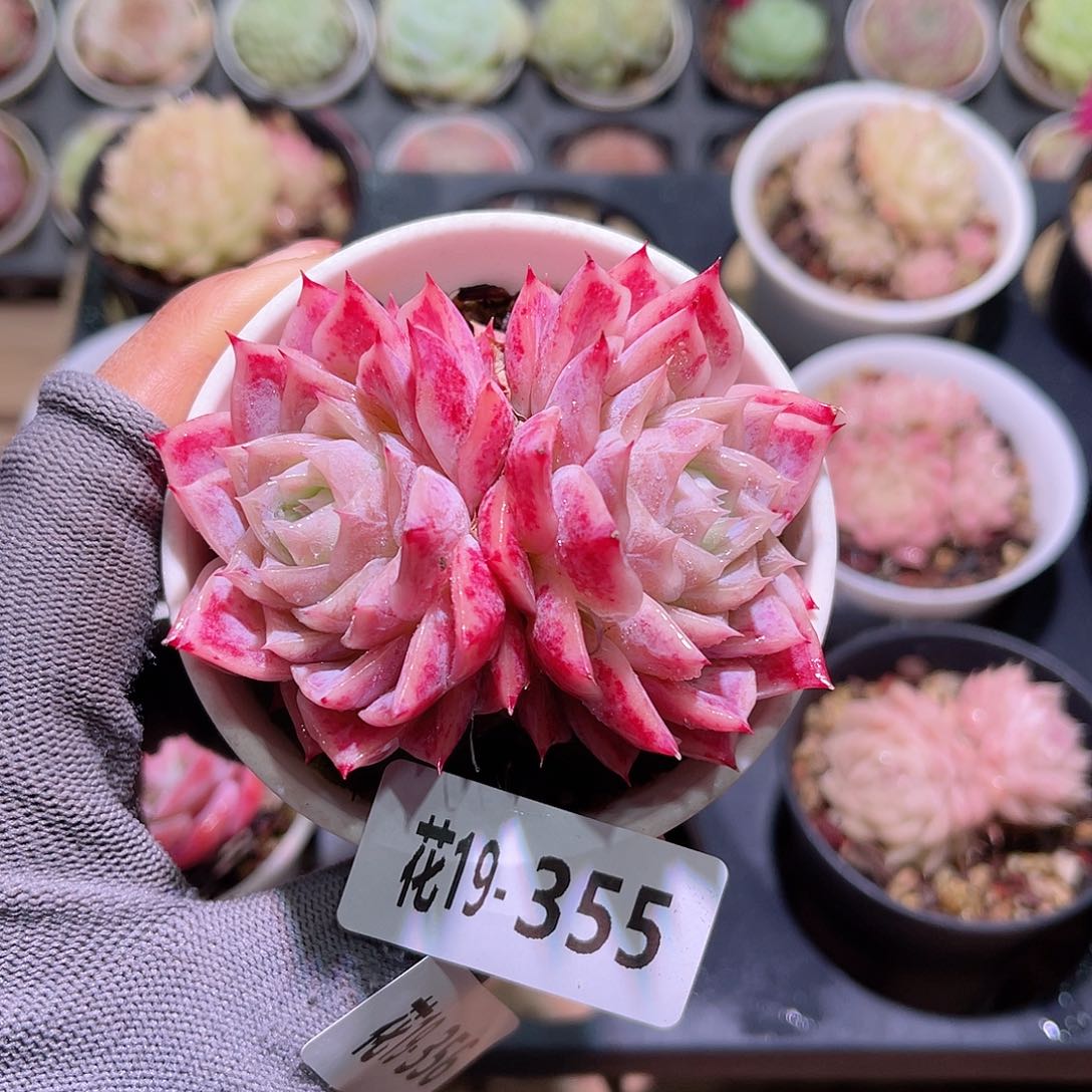 花19-355孤星双头