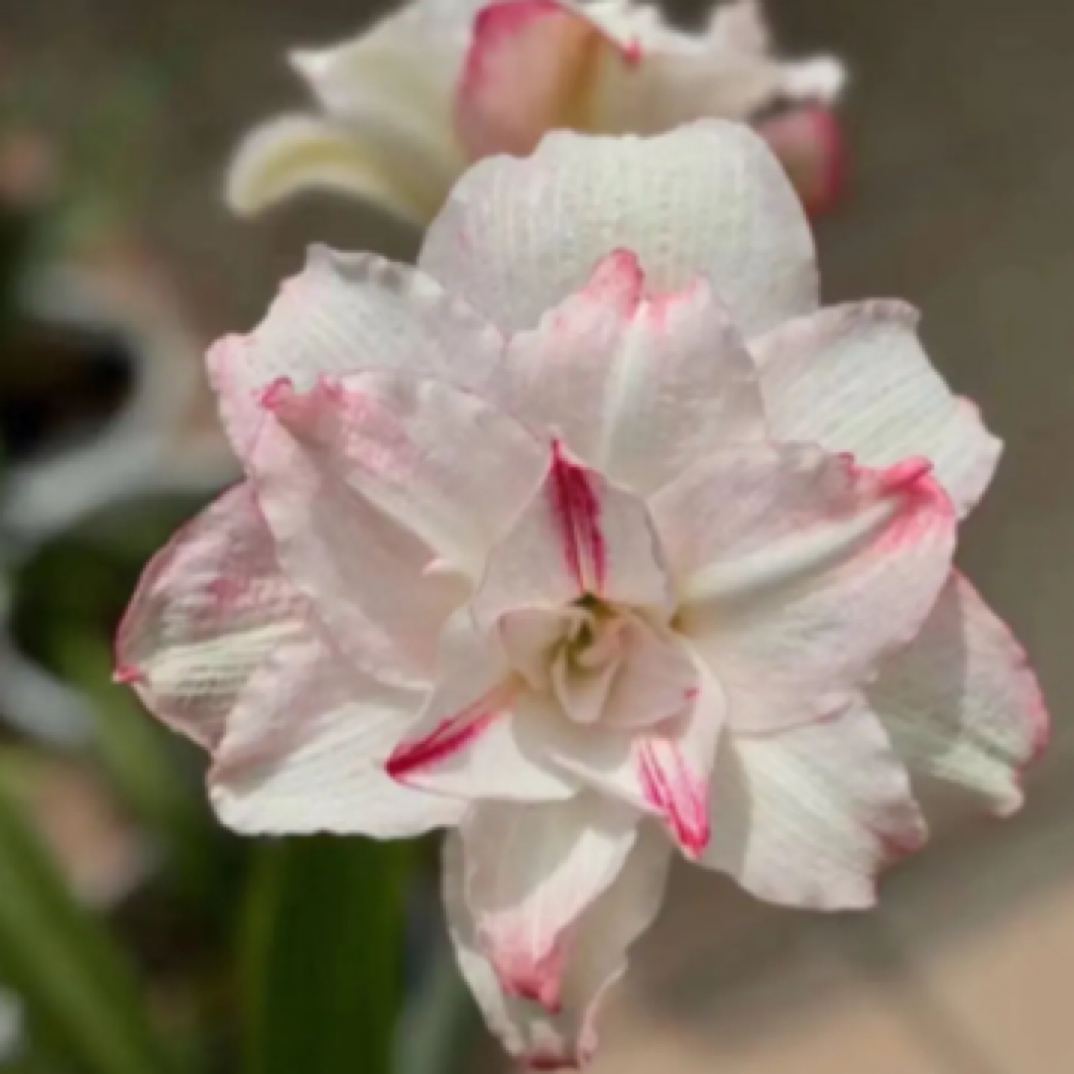 朱顶红星系包对版，不包后期养护