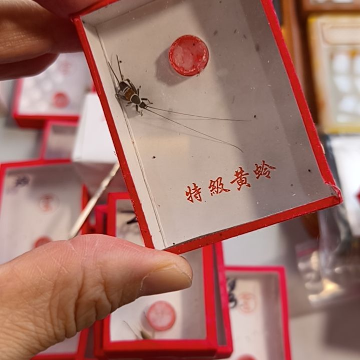 新到山仙子全品一条