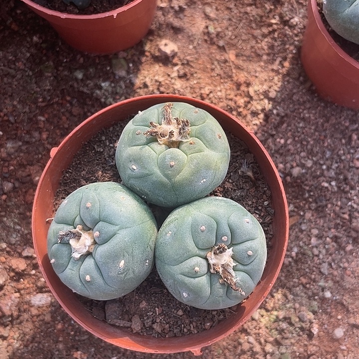 三头草球实生根仙人球