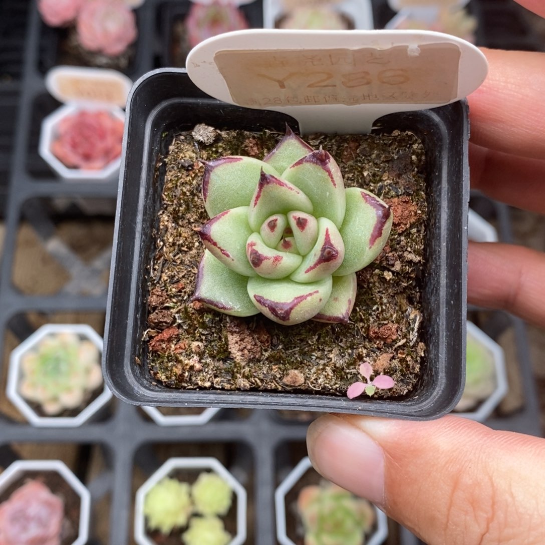 0286 乌木单头 3.5cm