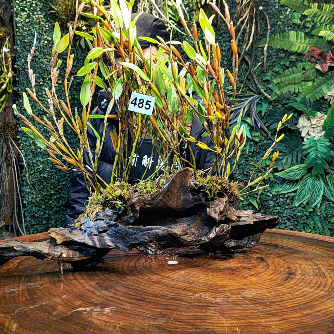 【闪购商品】485红头金花卉