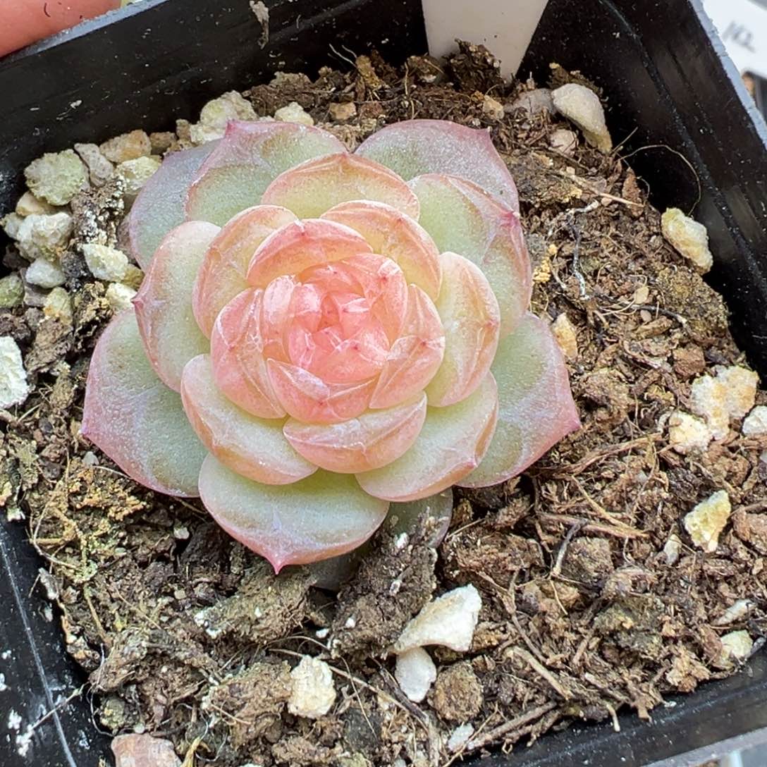 蔷****827号青竹晗雨多肉