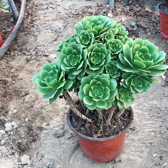 小***奕绿玫瑰法师多肉植物29