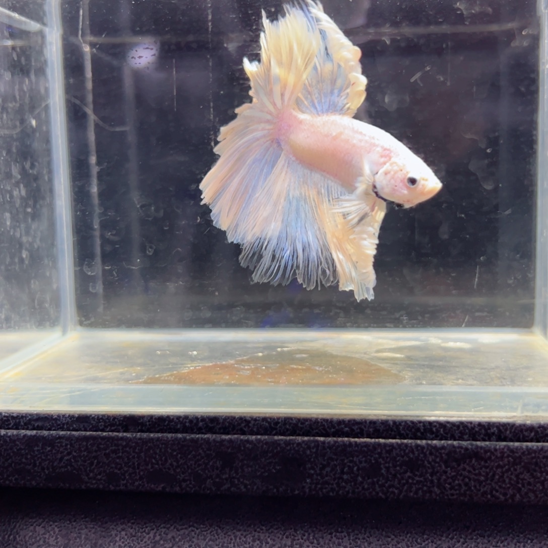 斗鱼浅色特殊尾hhhh