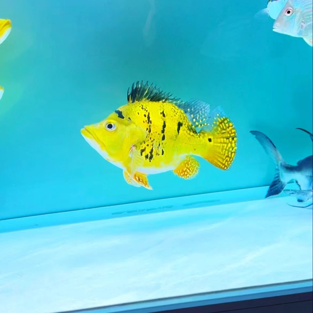 黄金巴西亚短身活体观赏鱼龙虎鱼热带配鱼皇冠三间鱼水族