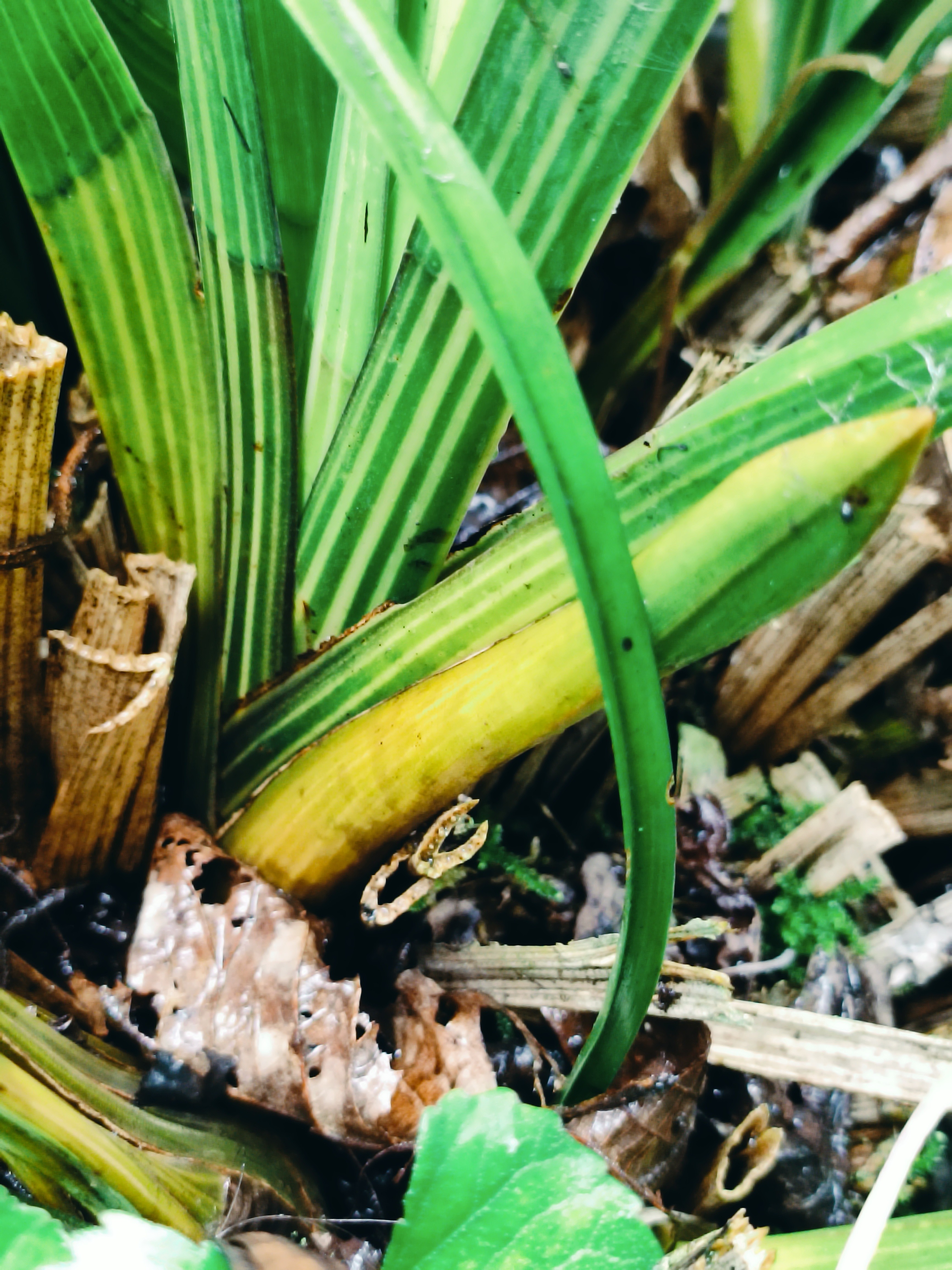 青蝉香花虎头原生种