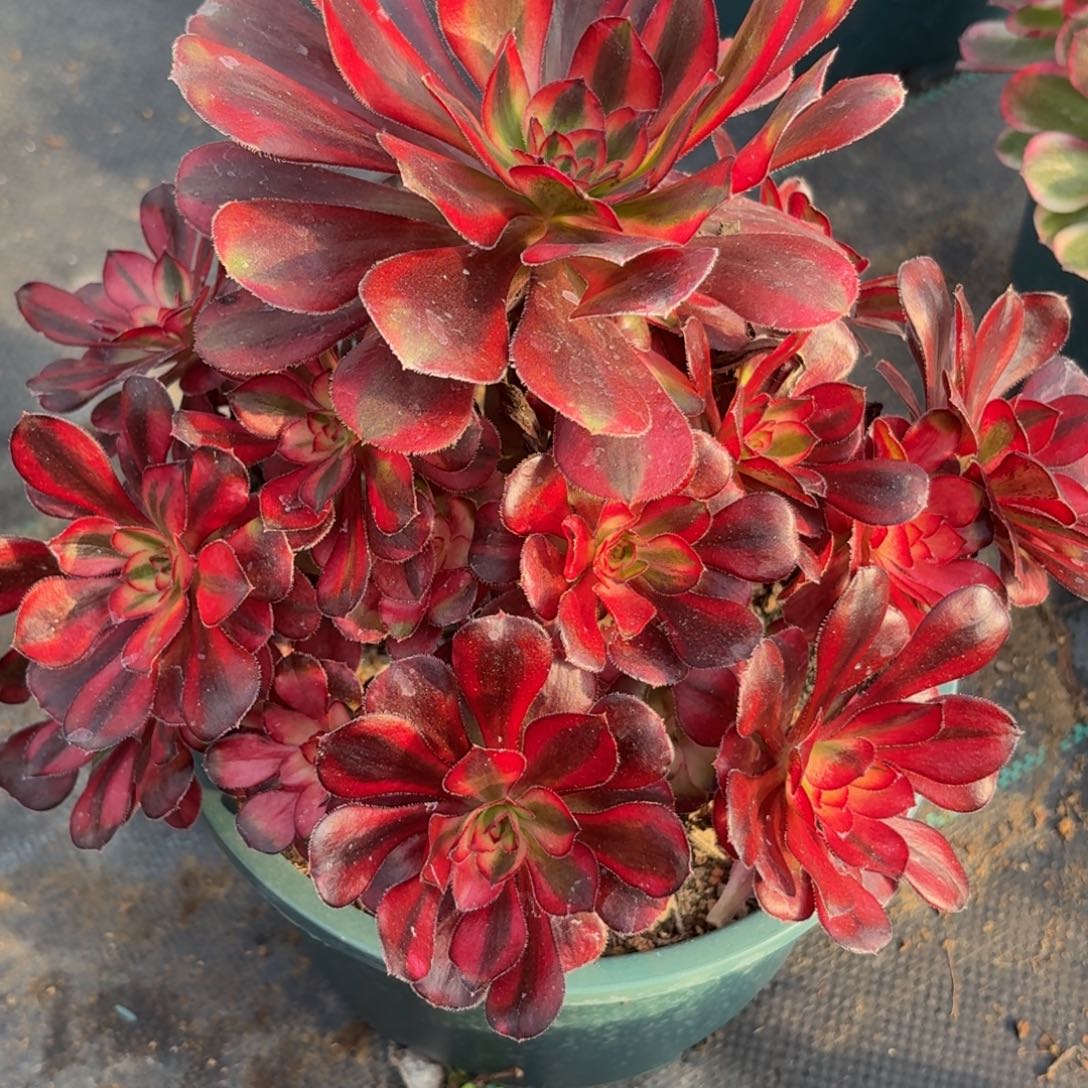 044初恋多肉植物多肉汁