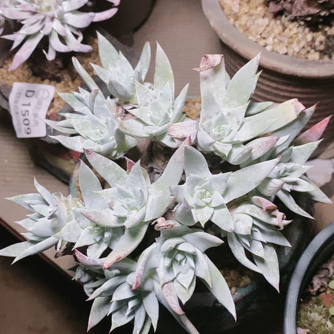 【闪购商品】哈哈哈哈诺玛流丹多肉2027