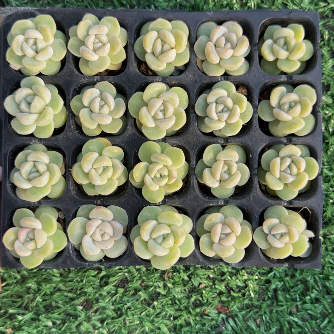 20颗一组琥珀冰玉小嫩苗