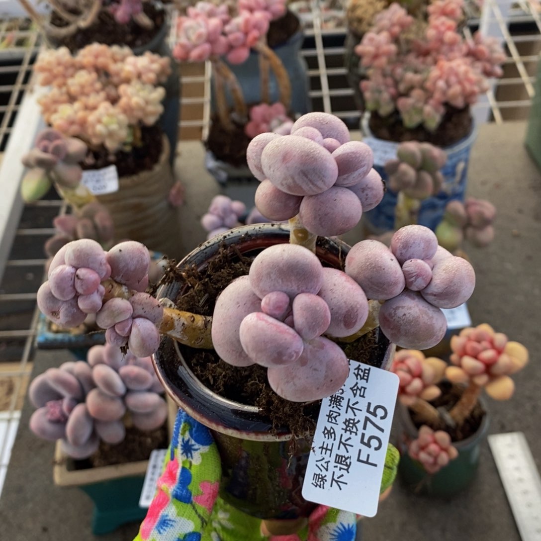 芭比奶酪575/9c m