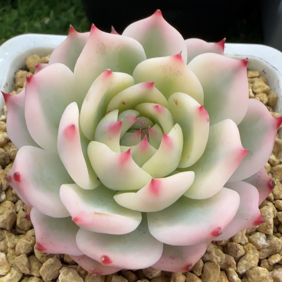 吉娃娃锦多肉植物